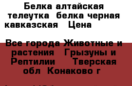 Белка алтайская телеутка, белка черная кавказская › Цена ­ 5 000 - Все города Животные и растения » Грызуны и Рептилии   . Тверская обл.,Конаково г.